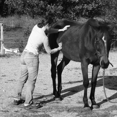 veterinaire osteopathe equin
