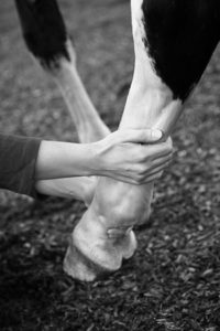 L'ostéopathie vétérinaire : soigner avec les mains
