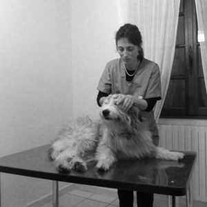 veterinaire osteopathe canin